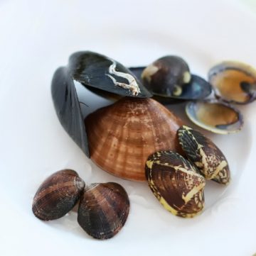 molluschi per lasagne