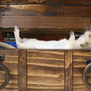 sentore topo morto vini naturali