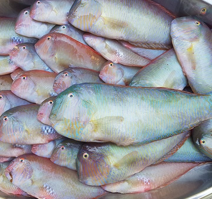 pesci pettini per pettini fritti