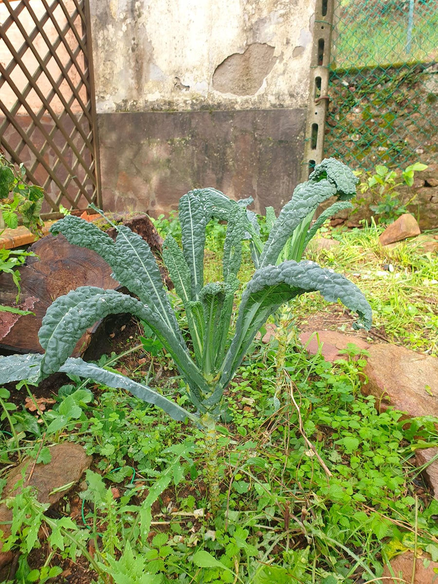 cavolo nero toscano